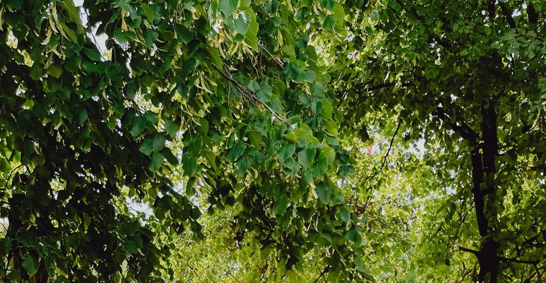Photobooth éco-responsable Lyon : un arbre planté à chaque sourire capturé